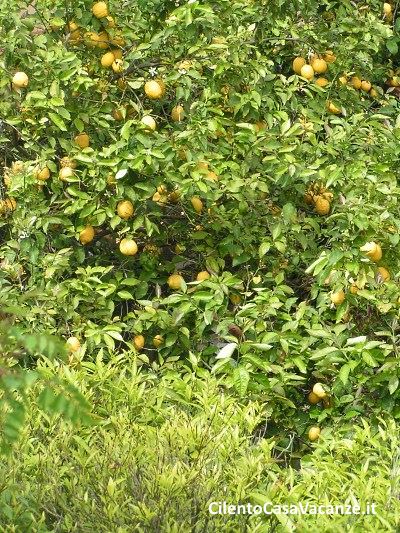 camera La casa sui limoni